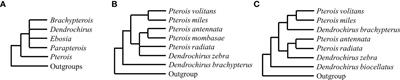 Systematics of lionfishes (Scorpaenidae: Pteroini) using molecular and morphological data